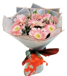 No Gerbera image